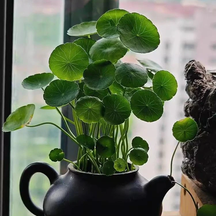 铜钱草草籽大叶子水养种籽四季播种水培植物花卉盆栽室内常绿种子