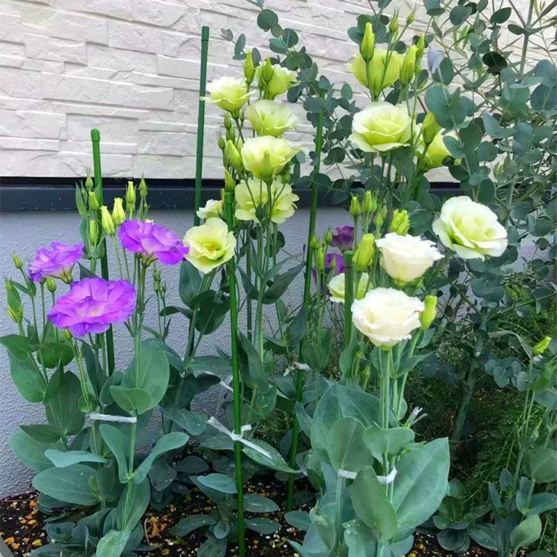 洋桔梗花种子易活花草开花不断阳台室外花种籽子花卉盆栽四季易活