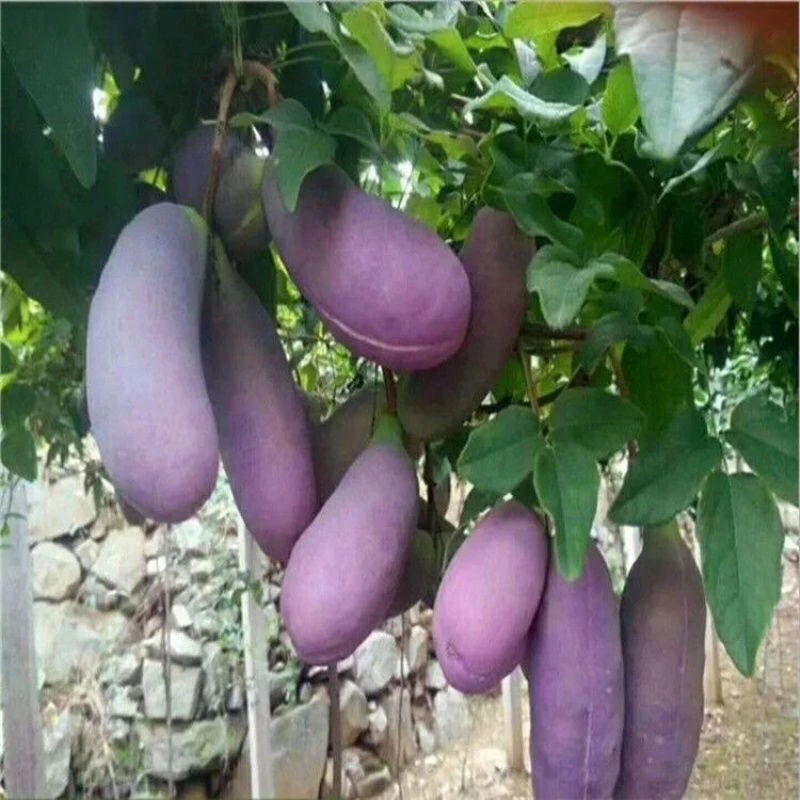 八月瓜种子紫果八月瓜树种子庭院爬藤植物食用水果八月炸种子
