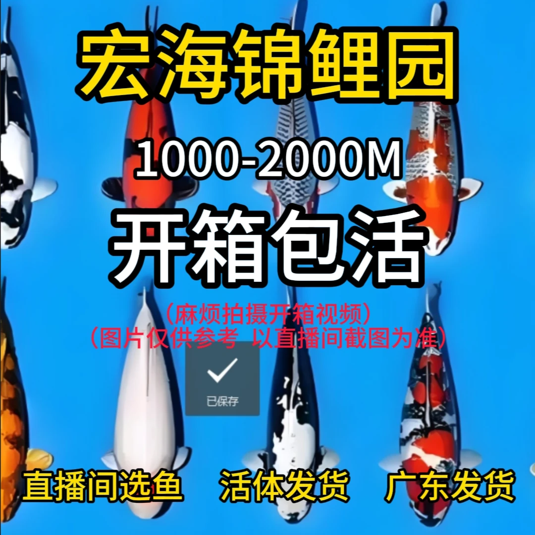 1000-2000M锦鲤鱼直播选鱼血统锦鲤活体发货红白大正昭和截图选鱼