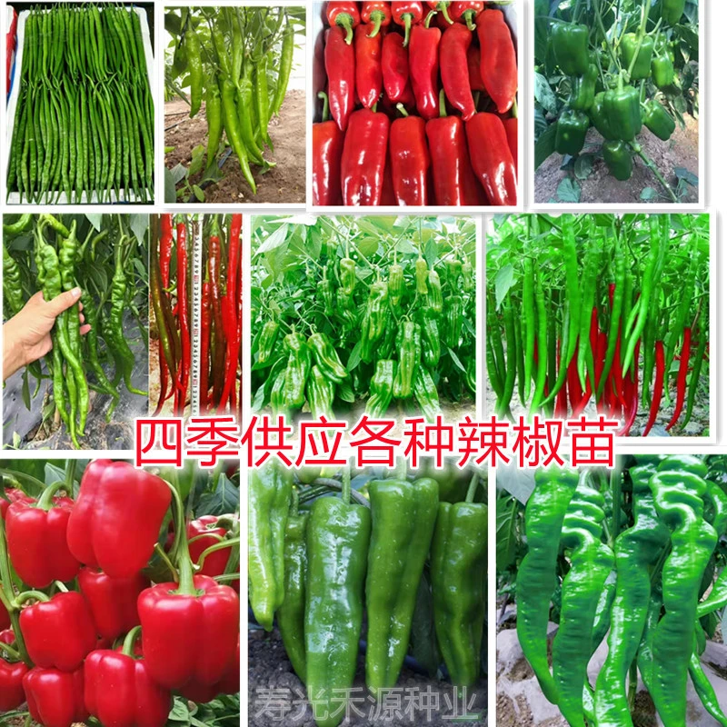 辣椒苗羊角椒螺丝椒线椒杭椒芜湖泡椒青椒菜椒薄皮皱皮椒苗子高产