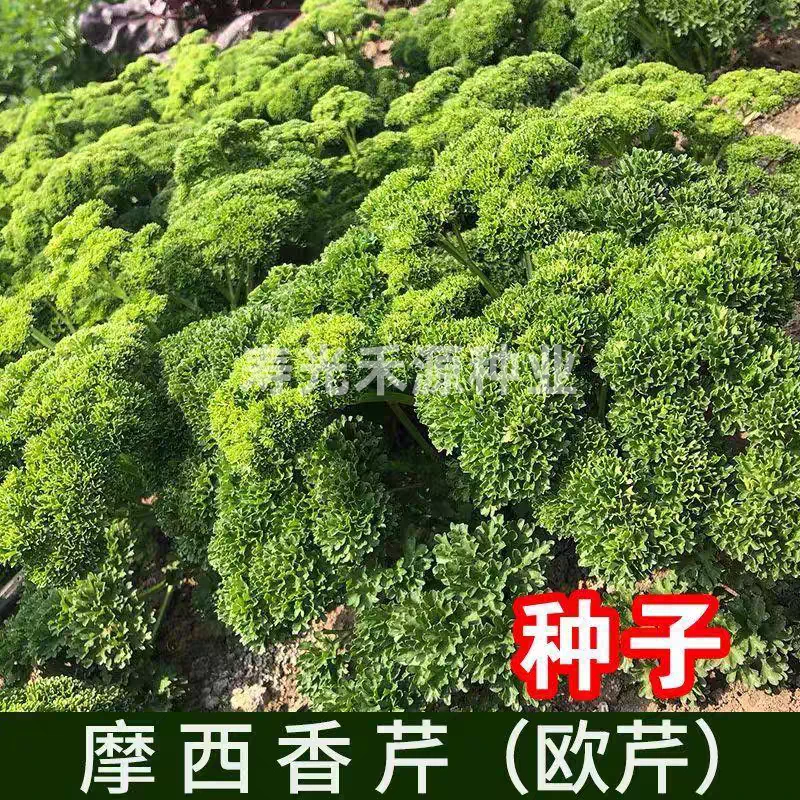 摩西香芹种子意大利欧芹种籽香香草种子特色芹菜籽洋芹西芹籽高产
