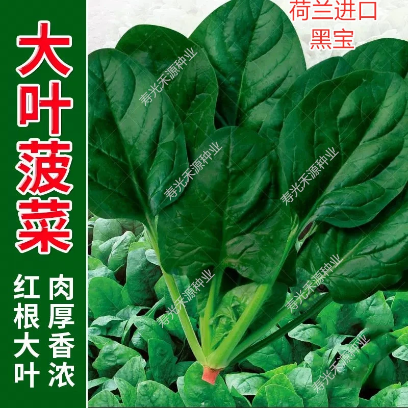 大叶菠菜种子肉厚超耐寒耐抽薹抗霜霉病四季蔬菜种子荷兰进口黑宝