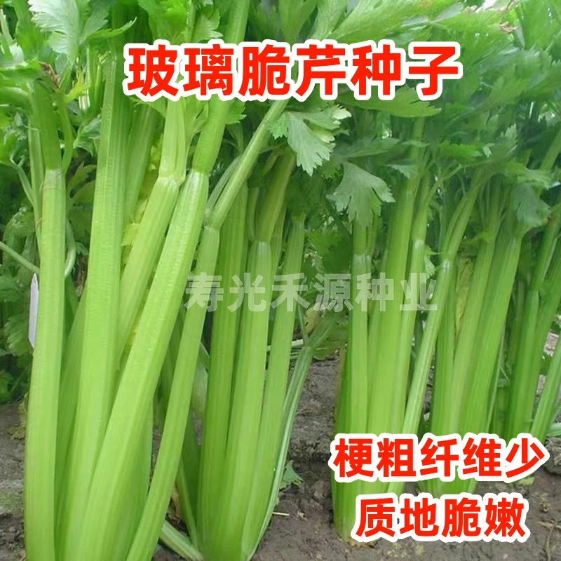 新选玻璃脆芹种子 梗粗纤维少质地脆嫩芹菜种籽大田高产优质四季