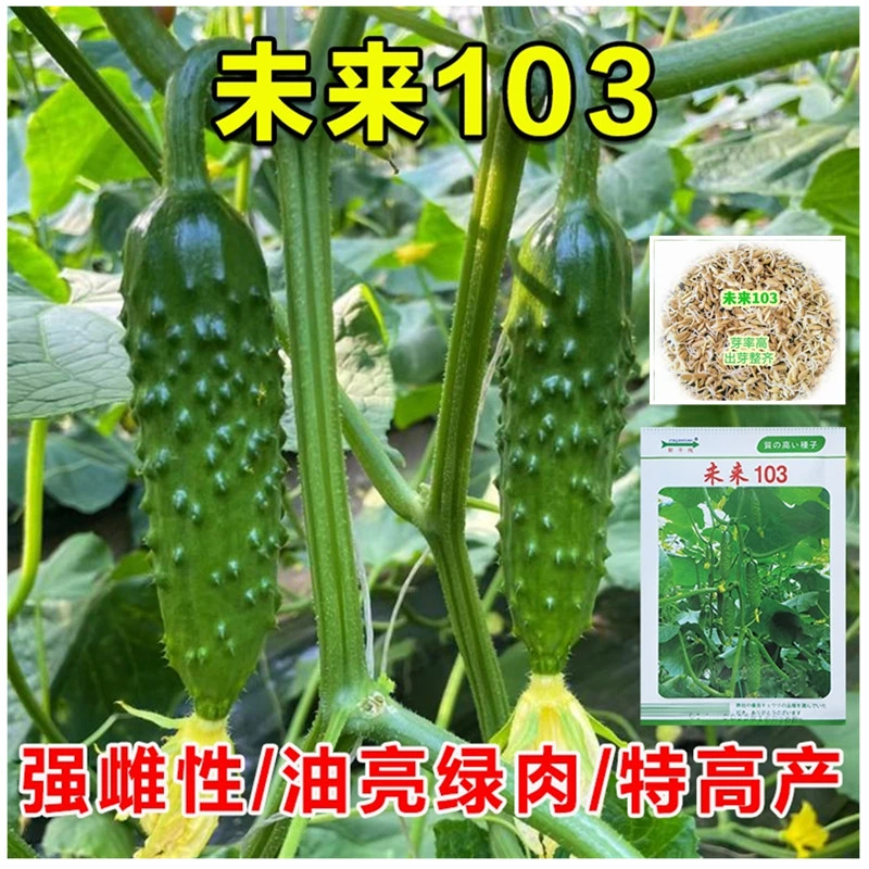 新干线未来103黄瓜种子强雌水果旱黄瓜种籽大刺绿芯 高产抗病四季