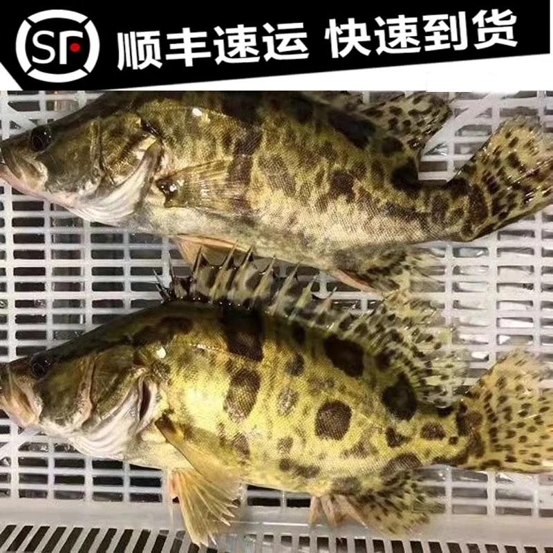 鳜鱼活鱼现杀鲜活淡水鱼原生态桂花鱼桂鱼季花鱼新鲜包邮自然处理