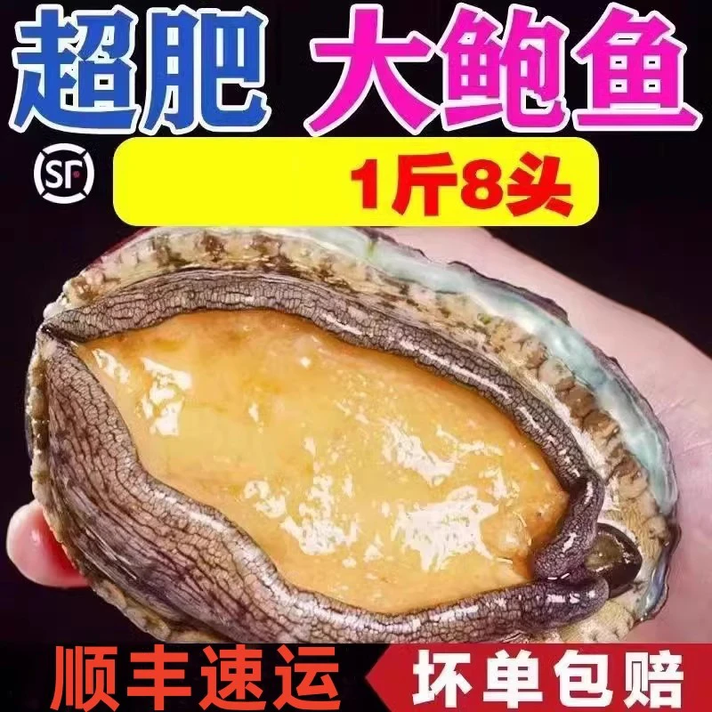 鲍鱼新鲜锁鲜海捕冷冻大鲍鱼东山岛海鲜水产商用批发鲍鱼8头480g