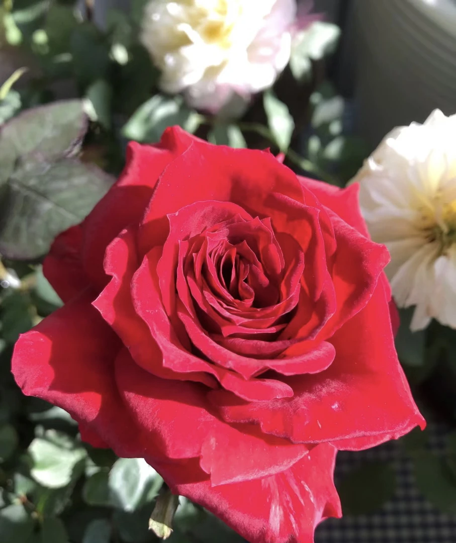 【红丝绒】红色月季大花四季开花养护花期种植原盆原土带花苞发货