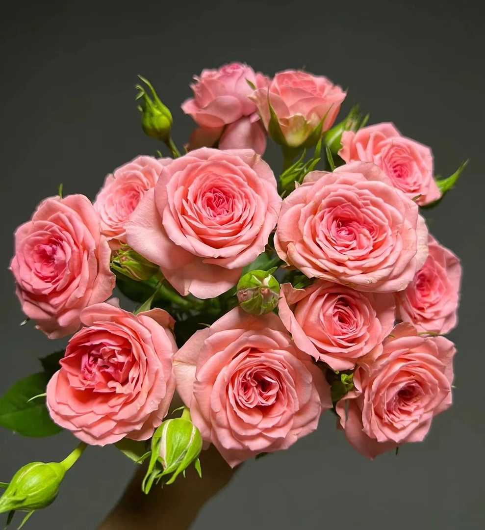 【仙度瑞拉】180大盆粉色月季四季开花好养阳台庭院盆栽种植好养