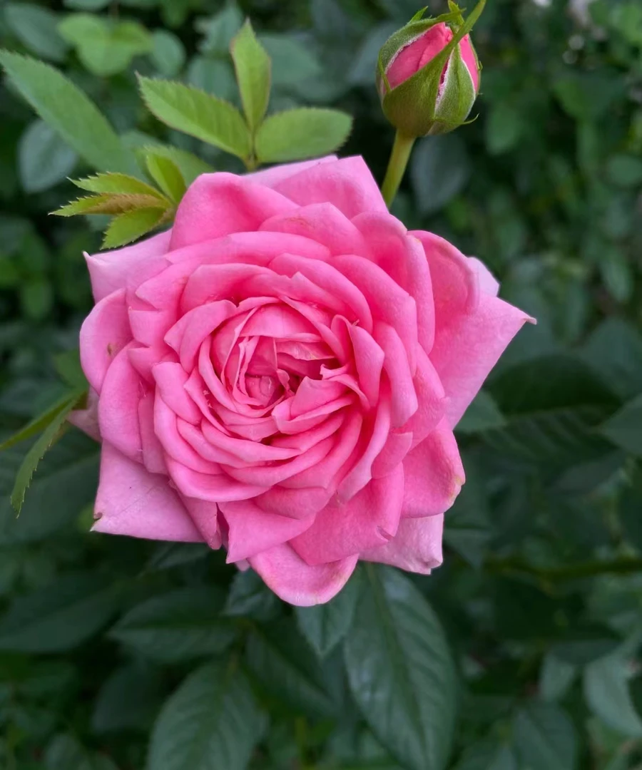 【淑女】深粉色四季开花好养护阳台月季四季开花原盆原土发货花香