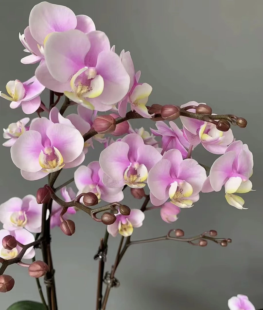 2个剑【小梅花】2.8寸杯，开花有香味，累积满30发货