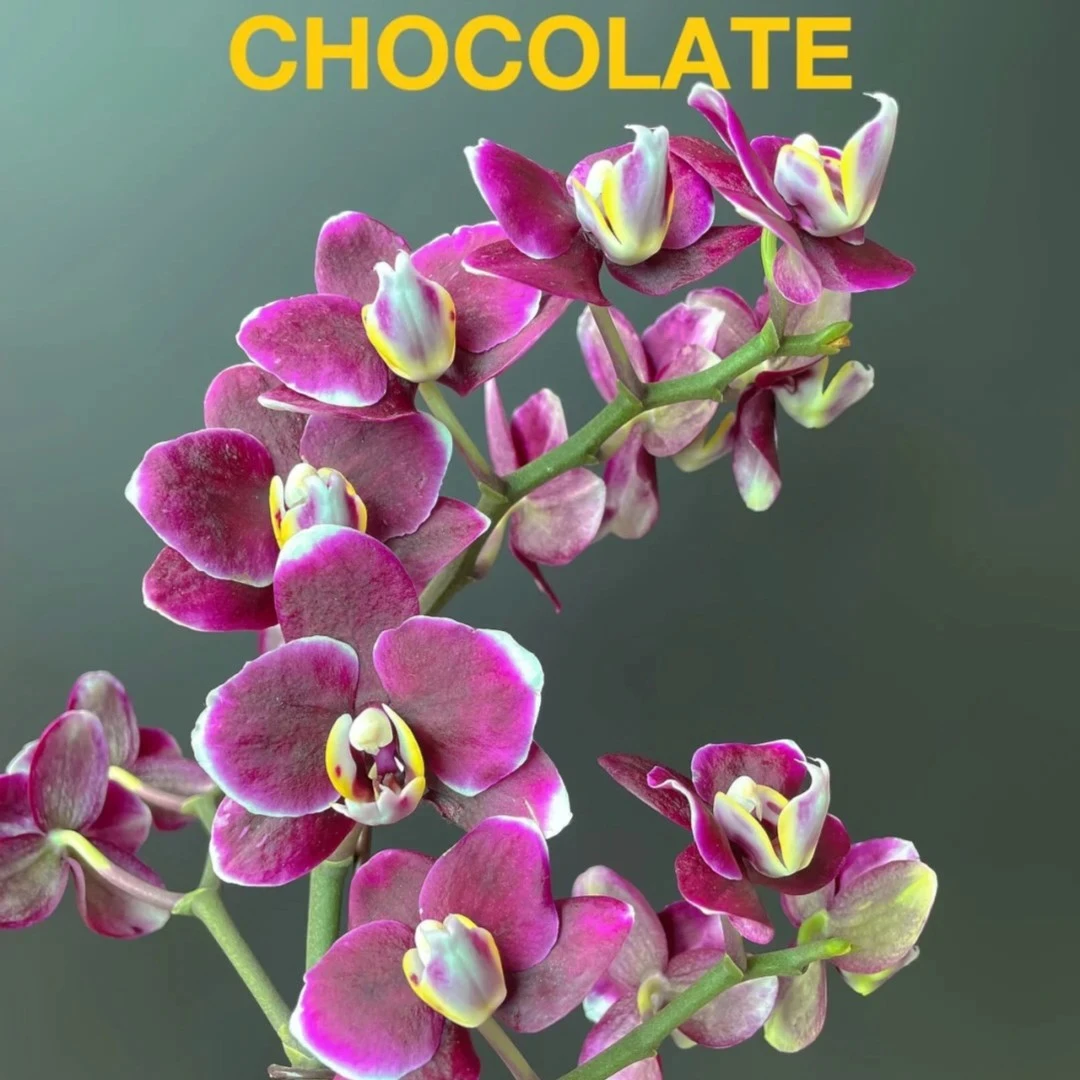 带剑【巧克力】2.8寸杯带剑，蜡质花花期超长蝴蝶兰