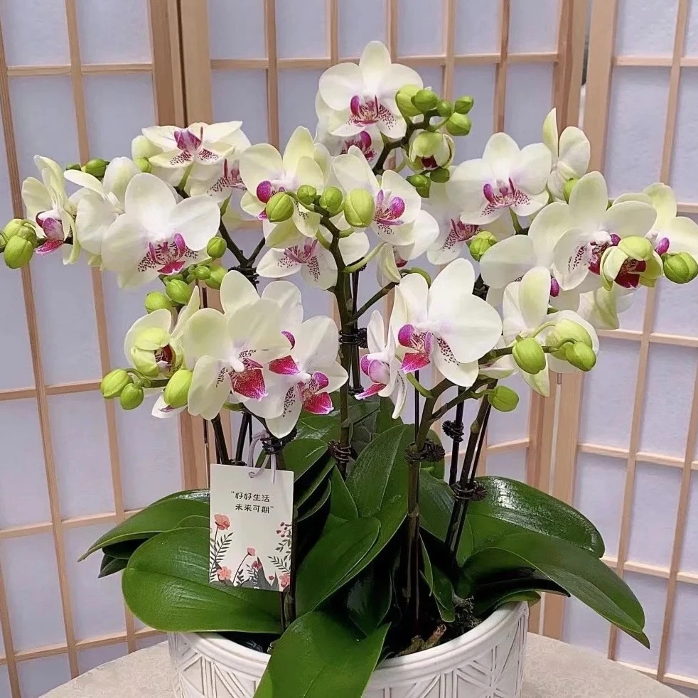 爆根《绿熊》2.8杯带花剑，经典年宵花，新手必入，【凑满2单发货】