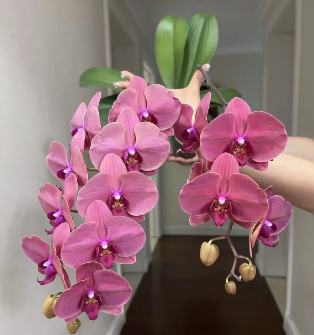一个剑【砂糖橘】2.8寸杯,高级复古橘色,高级大花型品种