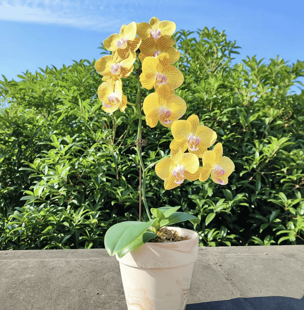 双花剑【龙袍】2.8寸杯，开花有香味，蜡质花花期长