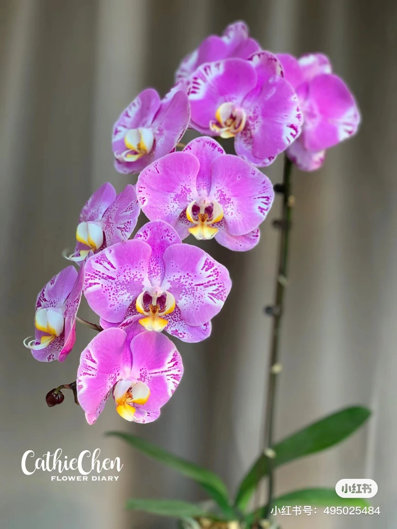 大花型【藏宝图】2.8寸杯不带花剑发货，有返祖概率，任意两颗包邮