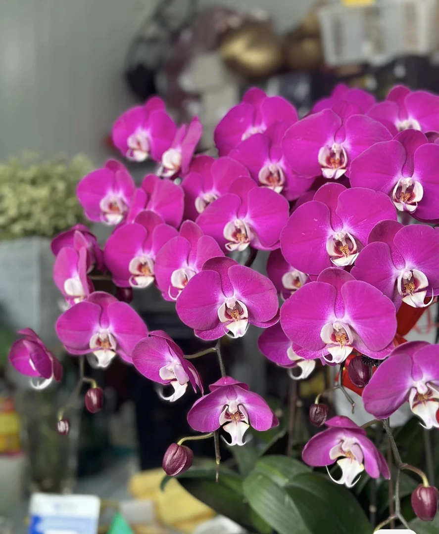 大花型【青梅竹马】2.8寸带剑，【任意两单包邮】