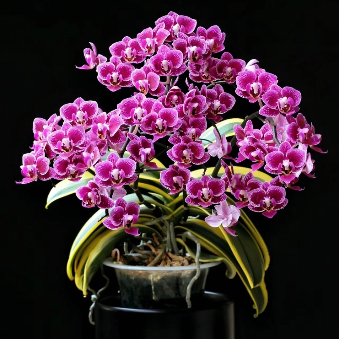 《金边蔓越莓》2.8寸杯苗子发货（不带花剑）爆花机器，叶片瑕疵