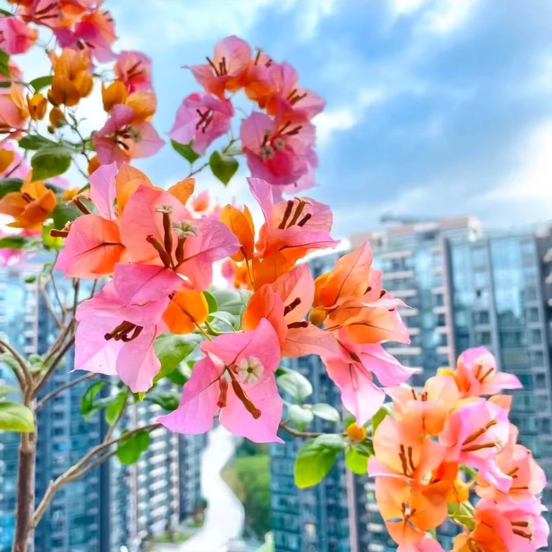 【变色龙】三角梅四季开花庭院阳台可爬藤好养绿植不带花