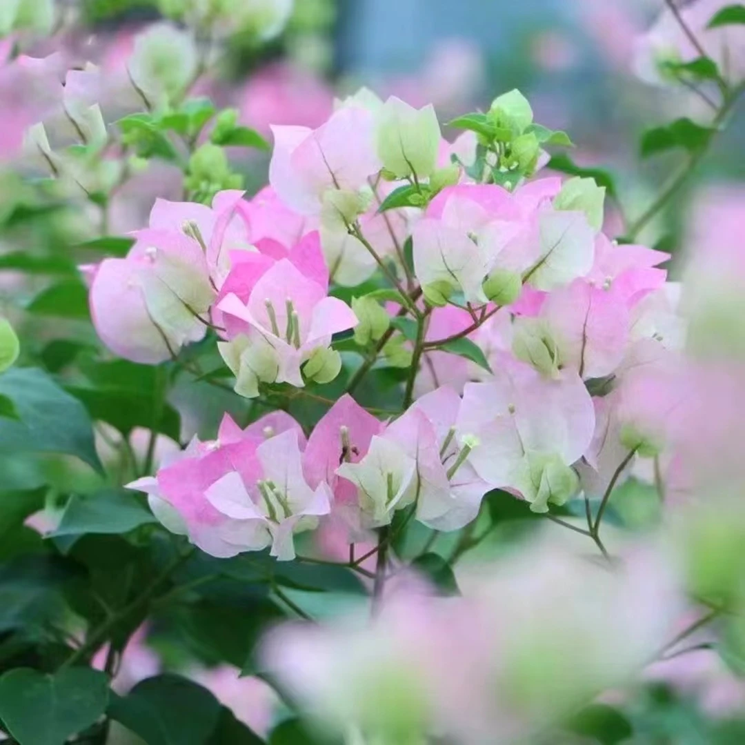 【绿樱】三角梅z绿樱四季开花可爬藤庭院阳台好养不带花非一物一拍
