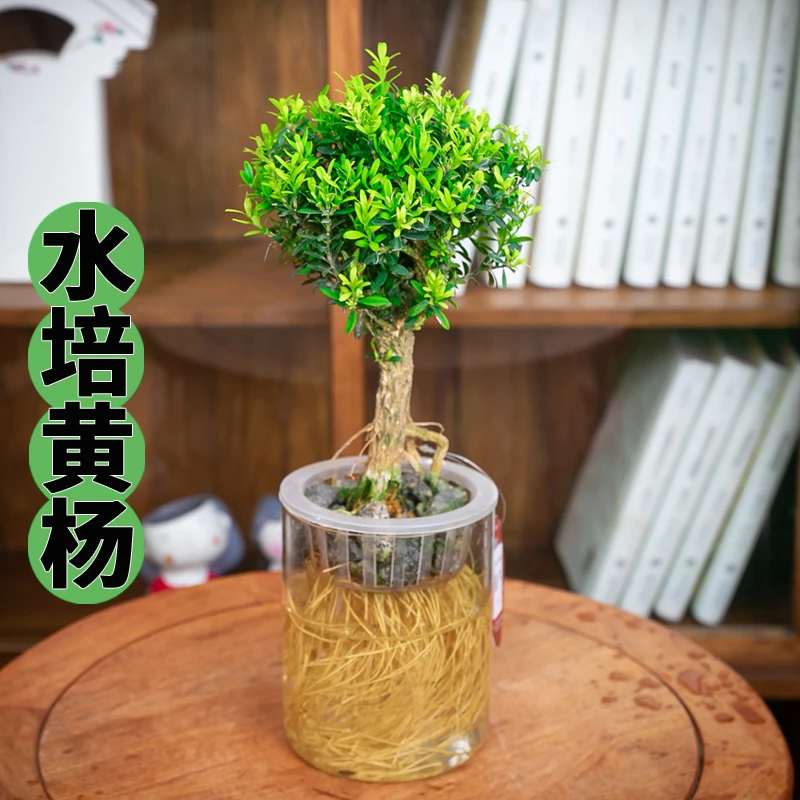 【水榭花乡】绿植盆栽黄杨老桩精品造景桌面款水培植物室内小盆景