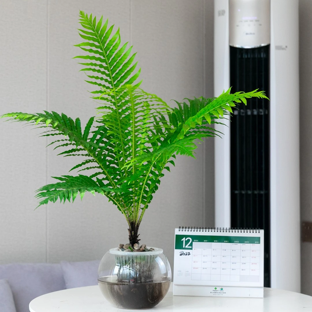 水榭花乡水榭花乡水培富贵蕨鲜活植物四季种植不开花盆栽室内好养