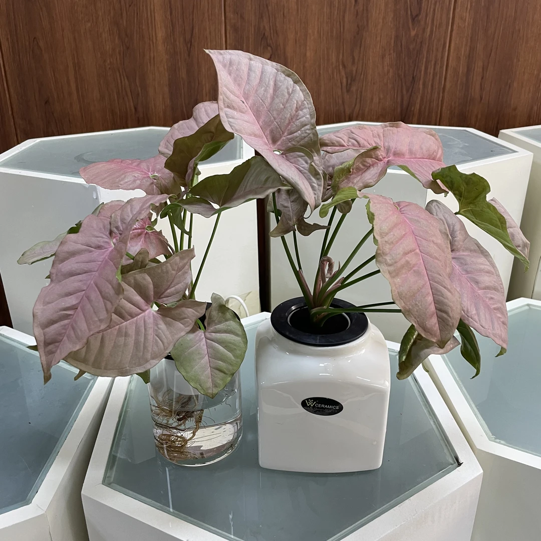 【水榭花乡】红粉佳人植物盆栽玻璃瓶净化空气室内卧室摆放水培绿植
