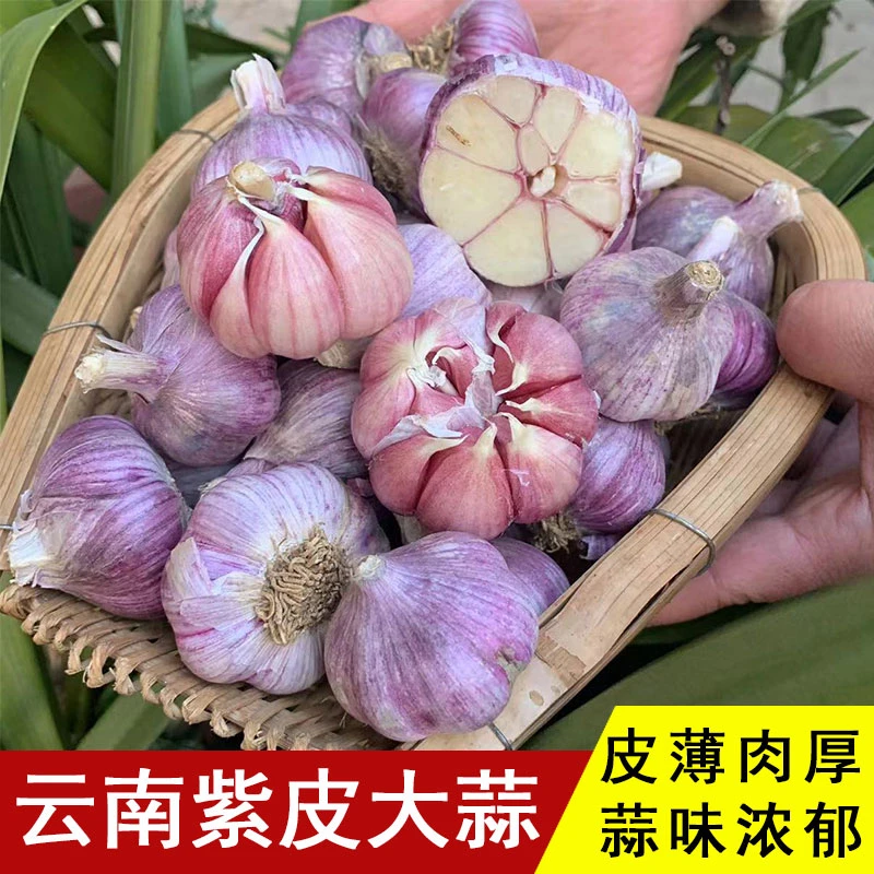 云南大理紫皮大蒜鲜蒜新蒜优质大蒜头红皮红蒜多瓣蒜香蒜当季蔬菜