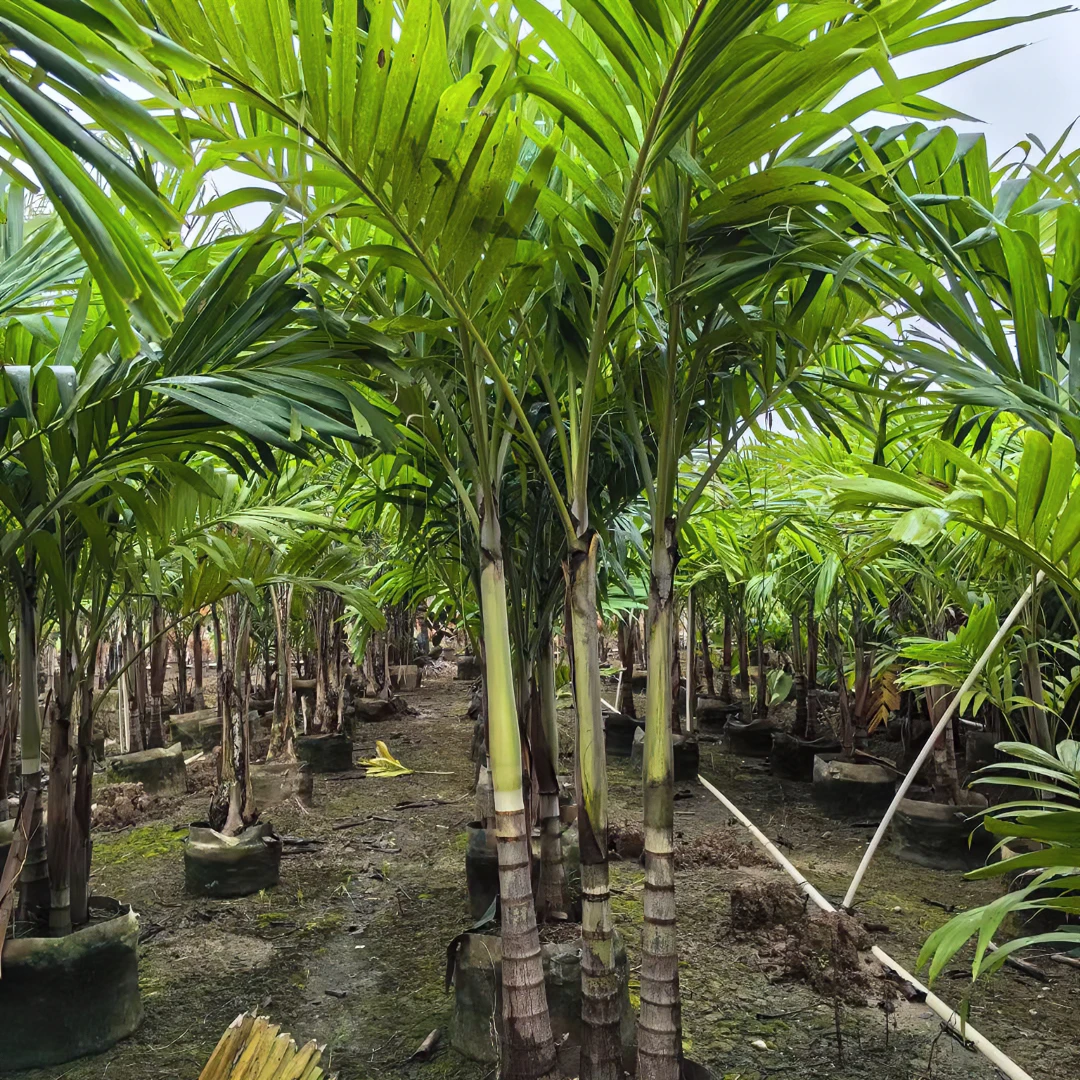 圣诞椰子树棕榈品种绿植盆栽地栽庭院鲜活生长绿植季节种植自然