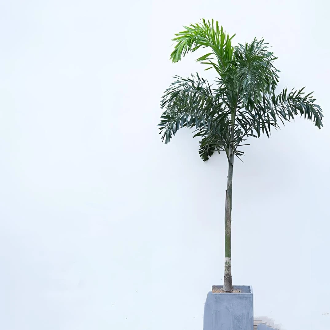 狐尾椰子树热带雨淋大型绿植庭院室外暴晒植物四季常青盆栽棕榈树