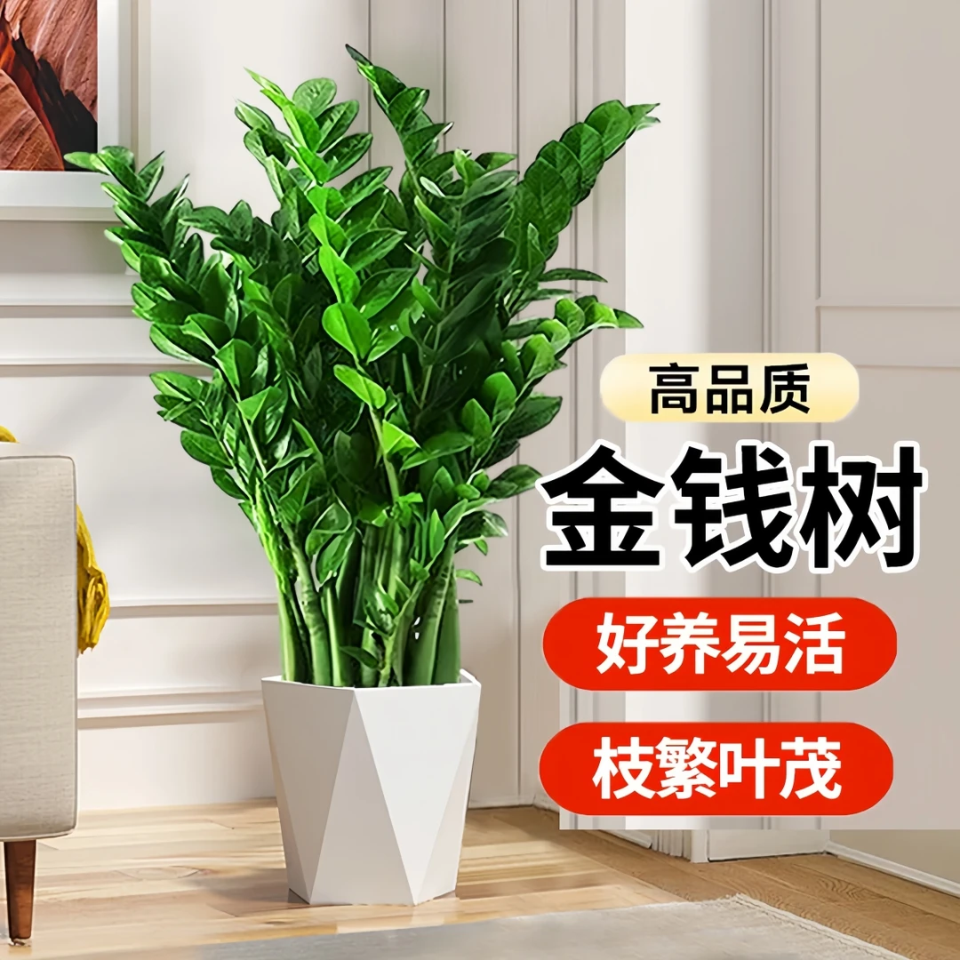 四季常青金钱树【含盆70-80cm】招财神旺宅客厅办公室前台懒人绿植