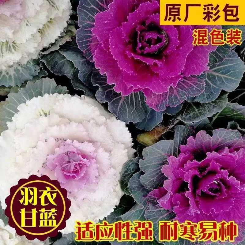新品2024精选混色羽衣甘蓝种花卉种子甘蓝籽七彩耐寒盆栽蔬菜种子