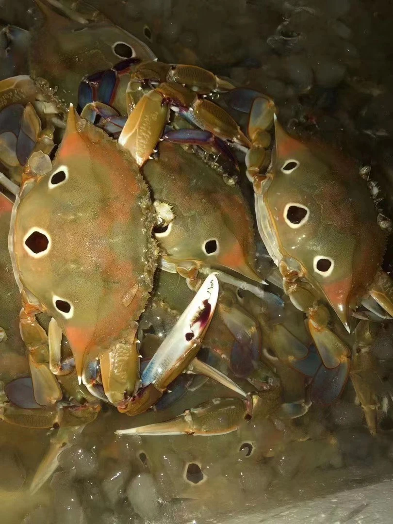 广东惠来神泉本港皮皮虾