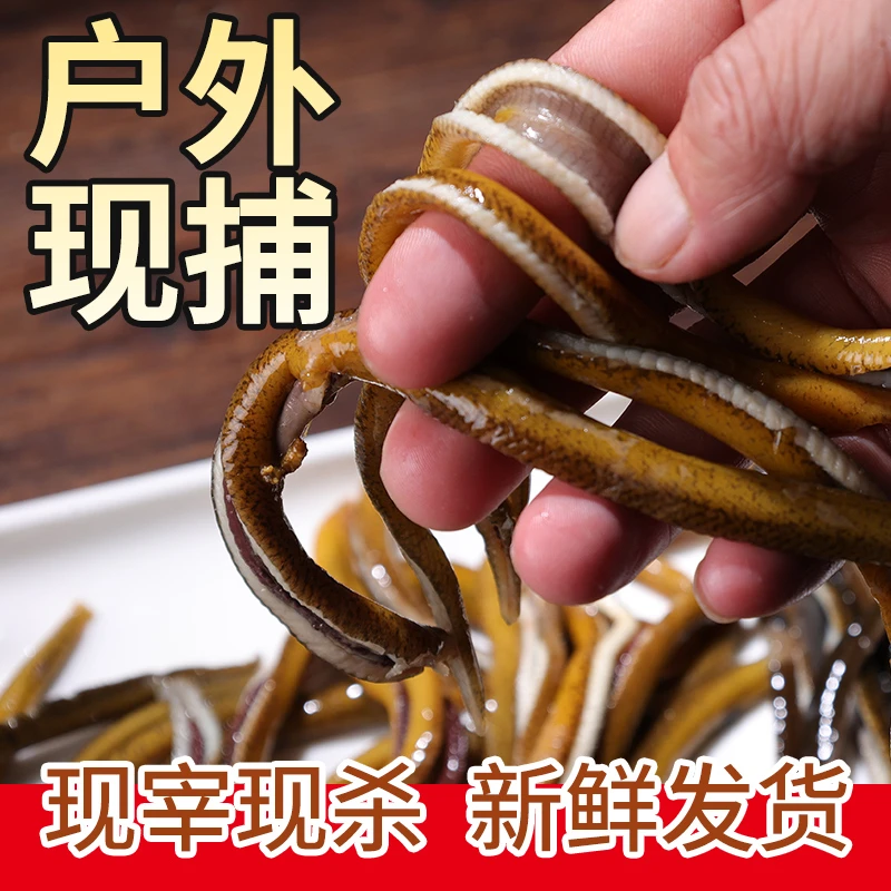 【冷链】野生黄鳝丝烫杀去头去骨新鲜小黄鳝半成品无骨黄鳝丝火锅