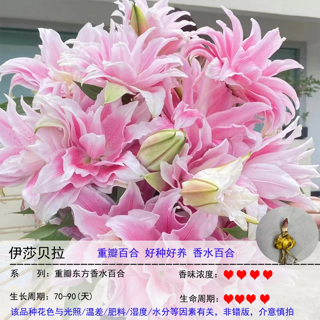 伊莎贝拉1颗（12/14）《重瓣香水百合》阳台庭院粉色春季趣味盆栽耐