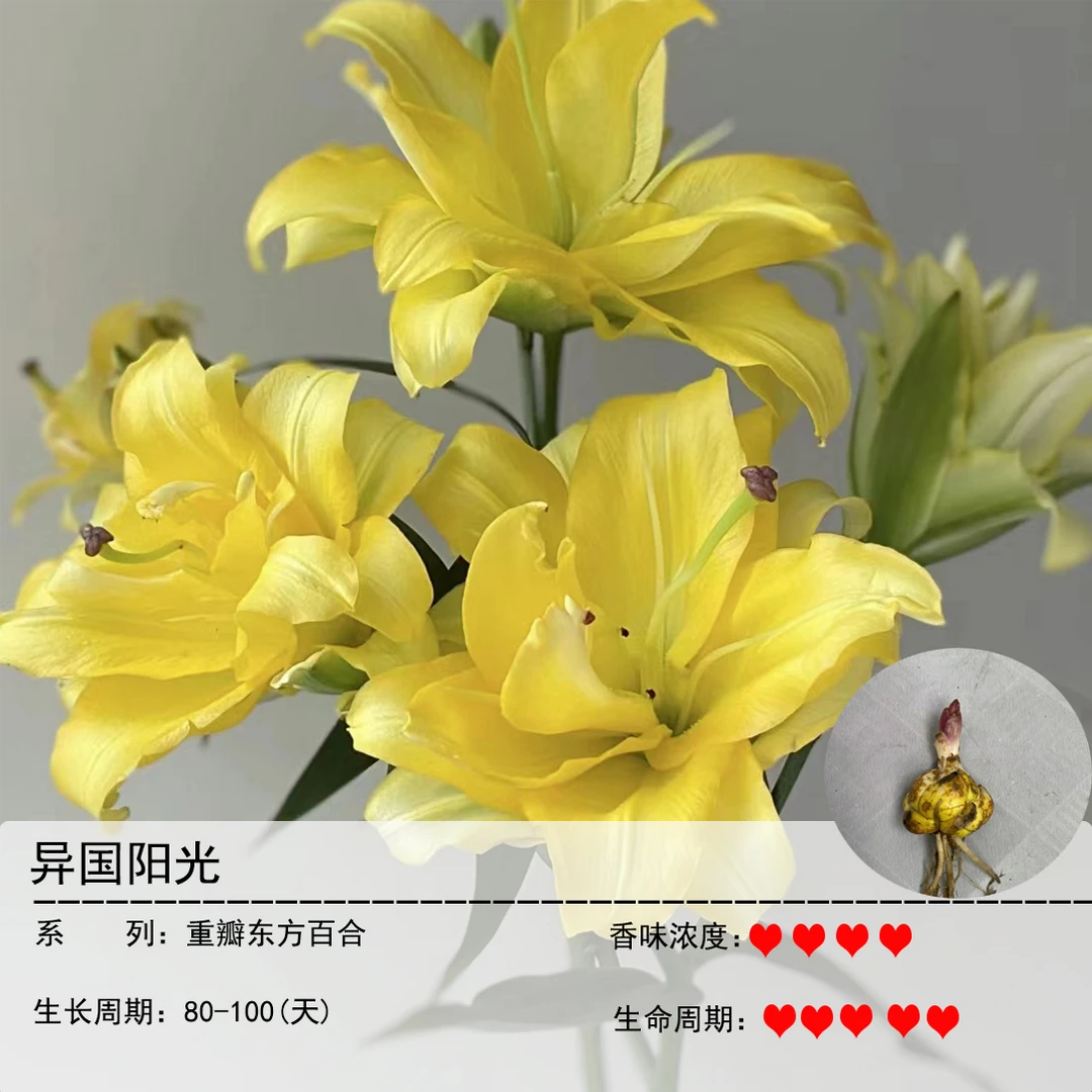 异国阳光1球（18/20）《重瓣浓香百合》阳台庭院香气春季趣味盆栽耐寒