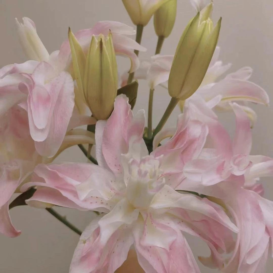 粉色甜蜜1球（16/18）香水百合盆栽阳台庭院白色春季趣味盆栽耐