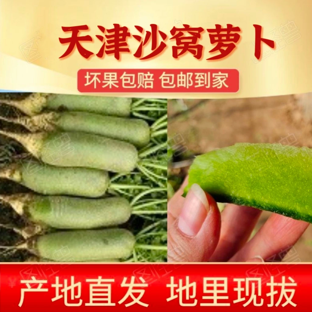 天津正宗沙窝萝卜脆甜产地直发【顺丰包邮】