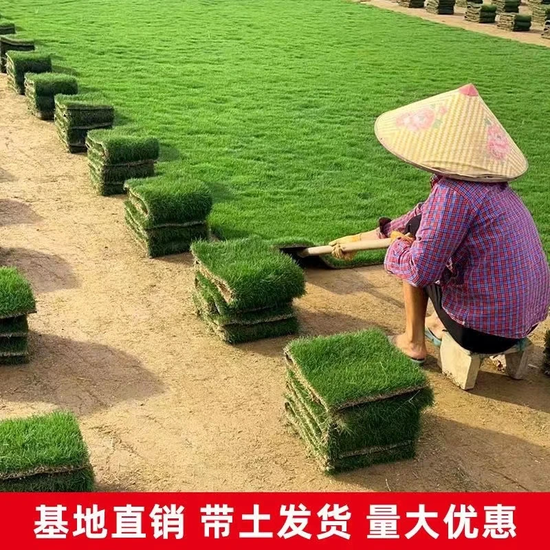 草皮真草坪带泥土剪股颖花园绿化庭院四季青草皮马尼拉果岭草带土