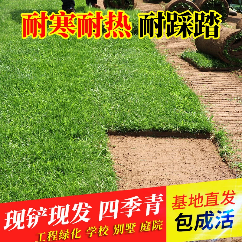 带泥土美观真草坪四季青台湾草马尼拉果岭草庭院花园别墅绿化草坪