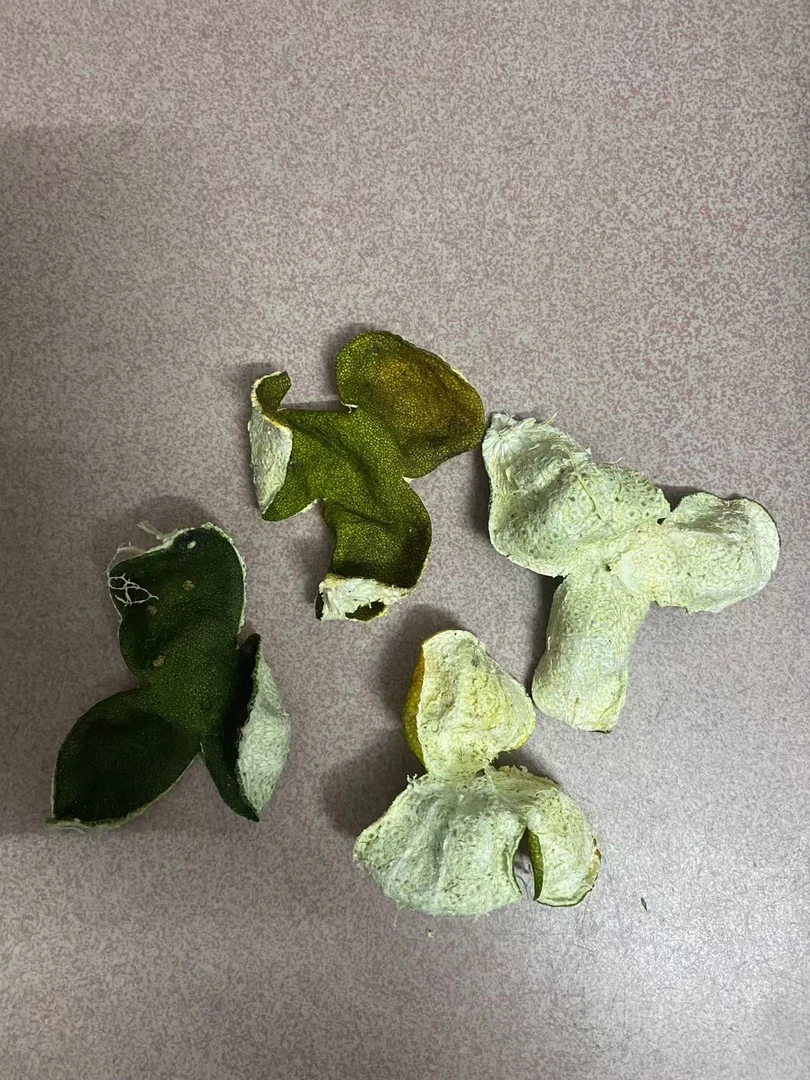 新会二红柑鲜果晒好皮二红陈皮大红鲜果现场采摘可到场采摘大红皮