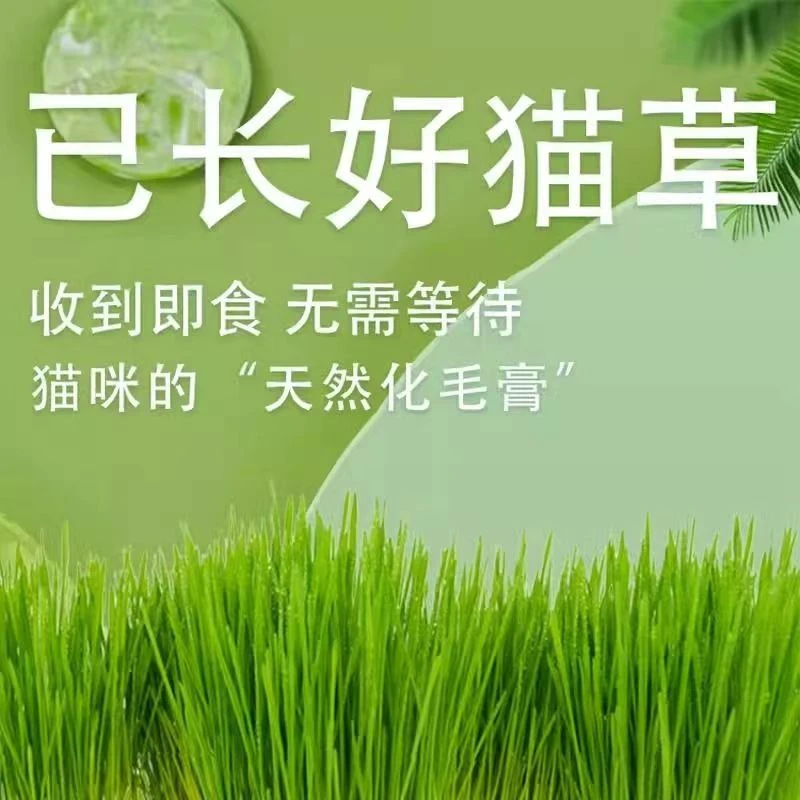 平替用品好物已长好化毛球选宠物水培营养土优质天然可食易健康优