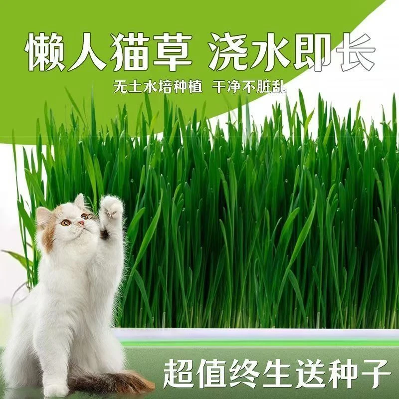猫咪猫草种子新鲜排毛营养猫咪猫草猫咪猫草猫咪猫草用品小麦宠物