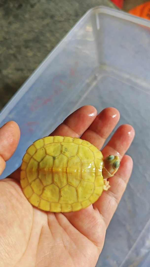 高黄悖论观赏乌龟大苗显性基因龟苗白巴龟直播