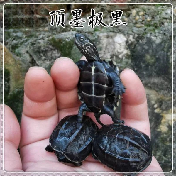 顶墨龟纯种全黑外塘深水草龟情侣一对全墨苗小乌龟饲养活体宠物
