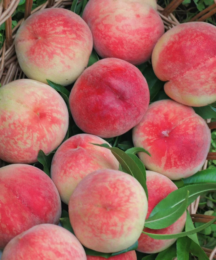 【新疆顺丰包邮】北京九号秦安水蜜桃核心产地高山蜜桃脆甜