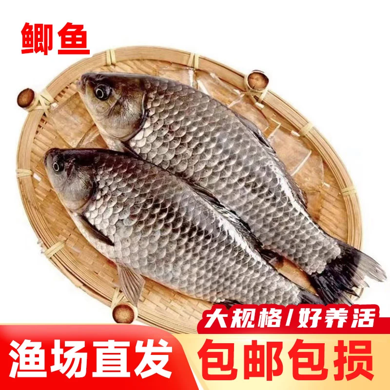 【左米】冰鲜四川原生态养殖中科五号大板鲫每条2-5g左右山泉水养殖