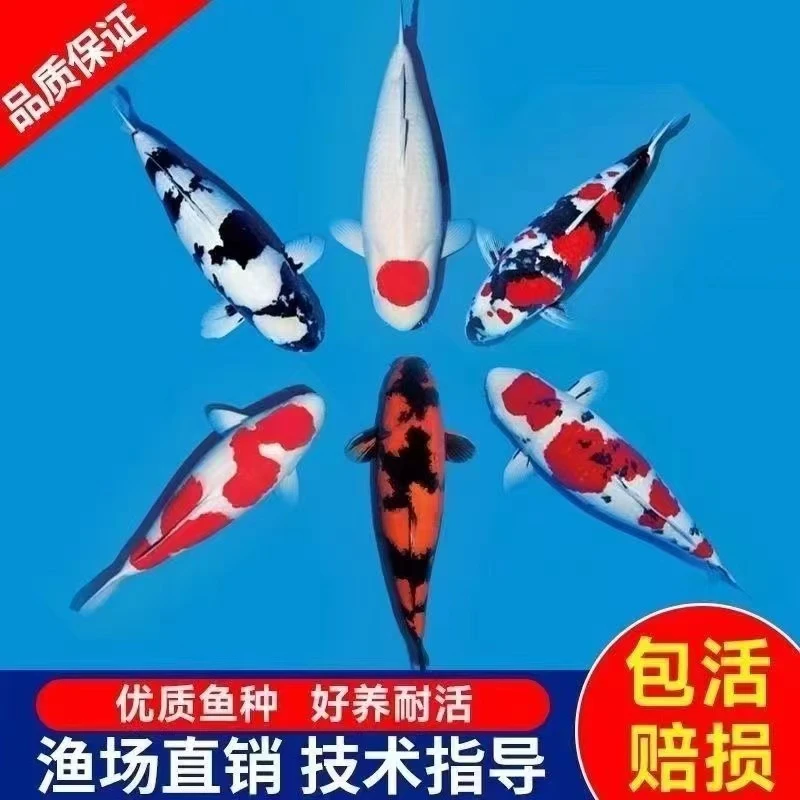 大型锦鲤进口血统观赏鱼