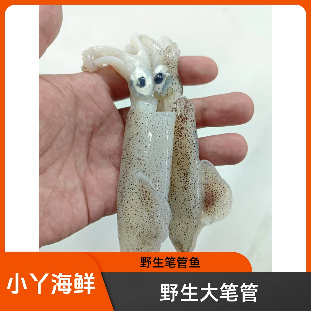 【冻当地笔管大号】冷冻当地特大号野生笔管鱼 海兔 顺丰冷链发货