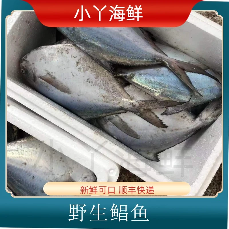 【（5~6两）鲳鱼】野生新鲜鲳鱼
